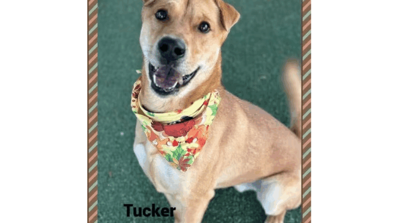 A tan/white shepherd looking happy with a colorful scarf