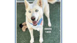 A white Siberian husky with a blue/white scarf, looking happy