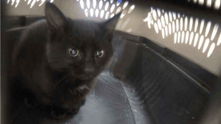 A black kitten loafed inside a black/white cage