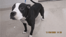 A black/white American pit bull terrier looking up head