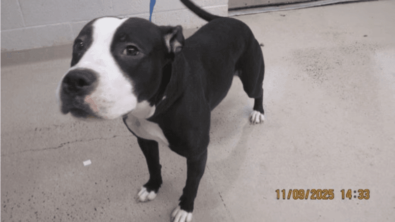 A black/white American pit bull terrier looking up head