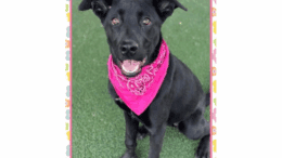 A black/white labrador retriever with a dark pink scarf