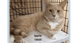 A cream/white cat sitting inside a cage with legs out