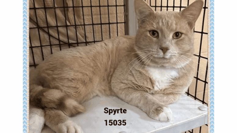 A cream/white cat sitting inside a cage with legs out