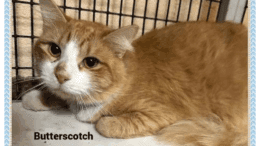 A ginger tabby/white loafed inside a cage