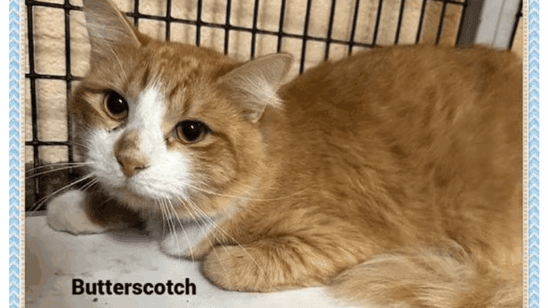 A ginger tabby/white loafed inside a cage