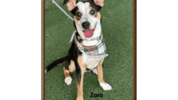 A tri-color terrier sitting on a grass, looking happy with tongue's out