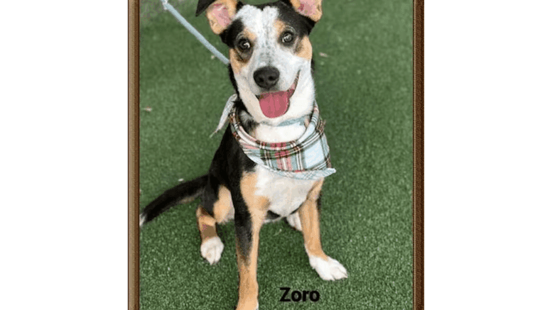 A tri-color terrier sitting on a grass, looking happy with tongue's out