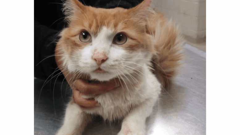 An orange tabby/white cat sitting on a table with someone behind