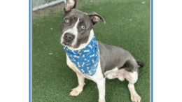 A grey/white American pit bull terrier with a blue scarf, sitting on a grass