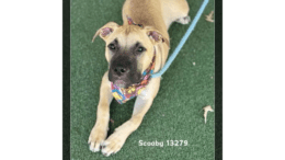 A tan/white shepherd with arm stretched on a grass field