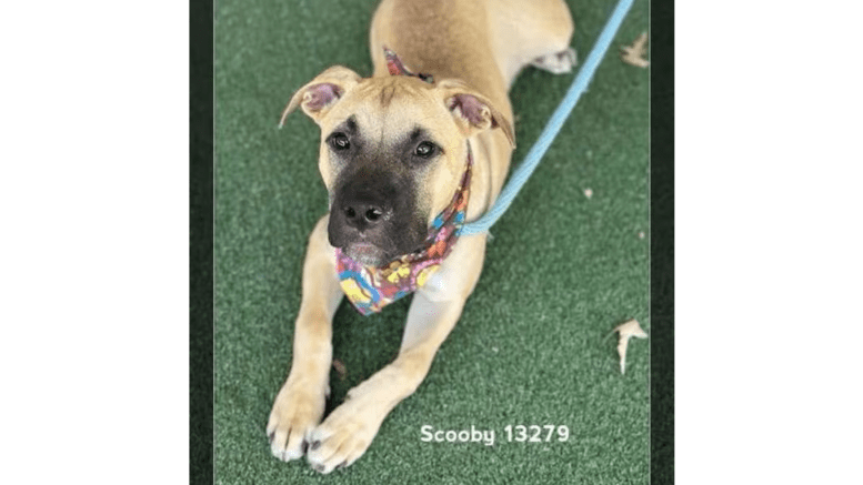 A tan/white shepherd with arm stretched on a grass field