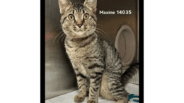 A tabby cat sitting inside a cage, looking outside