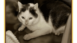 A grey/white cat crouching inside a cage