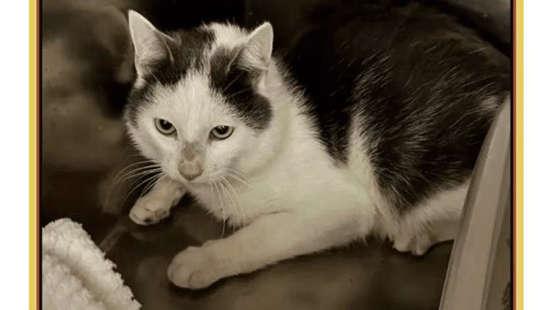 A grey/white cat crouching inside a cage