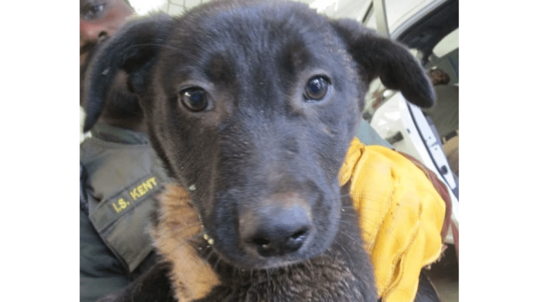 A black/white shepherd puppy looking at the camera