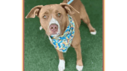 A brown/white American pit bull terrier with a blue scarf