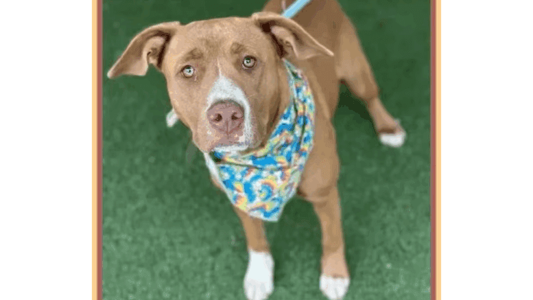 A brown/white American pit bull terrier with a blue scarf