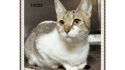 A tabby/white cat loafed inside a cage, looking outside