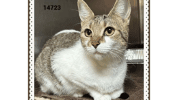 A tabby/white cat loafed inside a cage, looking outside