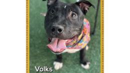 A black/white American pit bull terrier looking happy with tongue's out