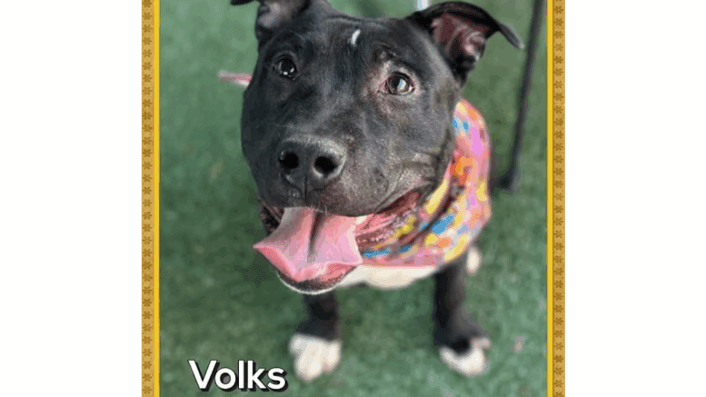 A black/white American pit bull terrier looking happy with tongue's out