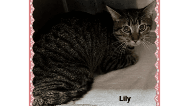 A tabby cat loafed inside a cage