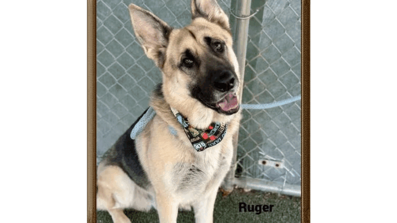 A tan/black German shepherd with a blue leash