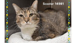 A brown tabby/white cat sitting inside a cage