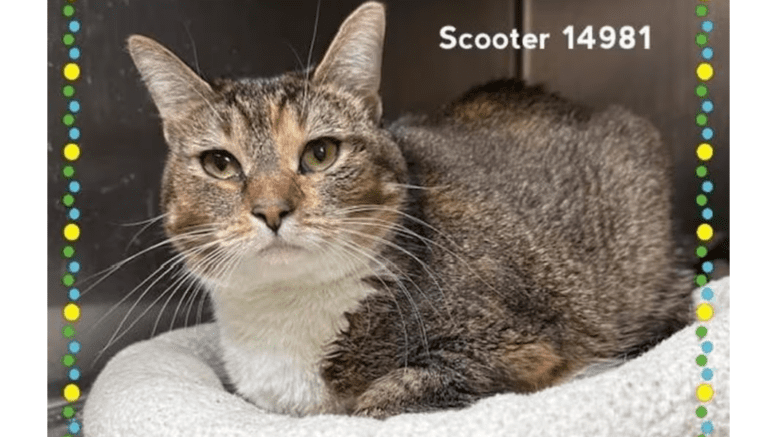 A brown tabby/white cat sitting inside a cage