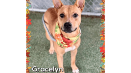 A brown hound standing on a grass field