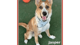 A tan/white shepherd with tongue's out, looking at the camera