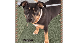 A tri-color American pit bull terrier looking at the camera