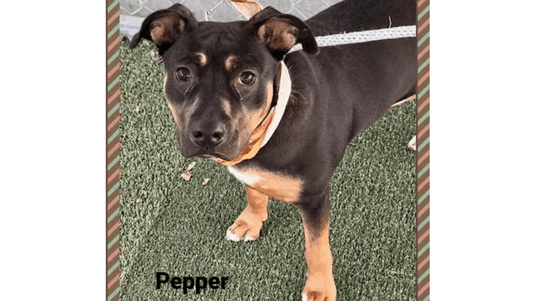A tri-color American pit bull terrier looking at the camera