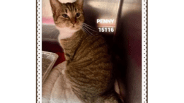 A tabby/white cat sitting inside a cage