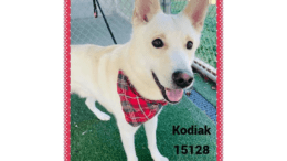 A white/tan Siberian husky with a red checkered scarf