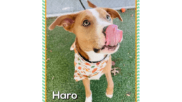 A tan/white labrador retriever with tongue's out on its face