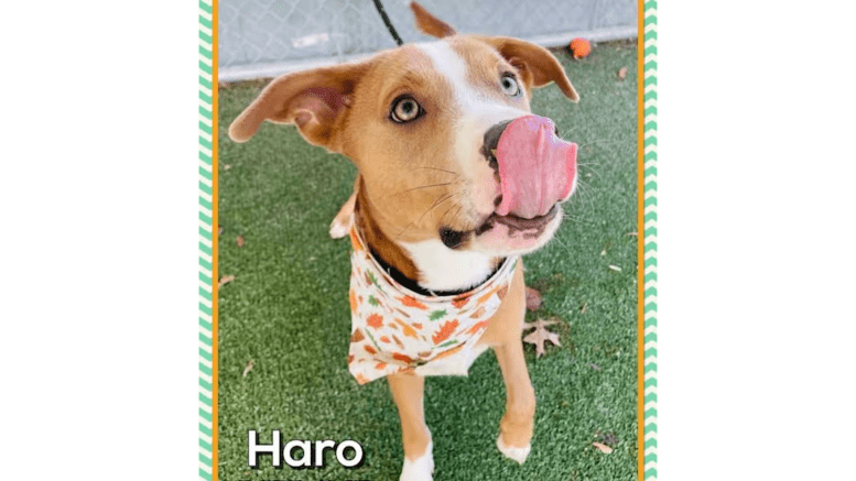 A tan/white labrador retriever with tongue's out on its face