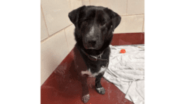 A black/white border collie standing inside a cage