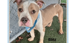 A brown/white American pit bull terrier with a blue leash