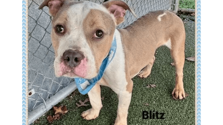 A brown/white American pit bull terrier with a blue leash