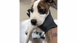 A white/brown hound with its head held by someone upfront