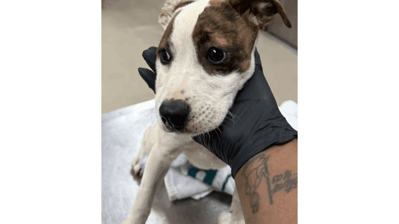 A white/brown hound with its head held by someone upfront