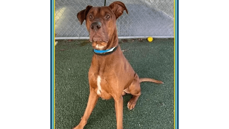A brown hound sitting on a grass field