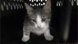 A tabby/white kitten inside a cage