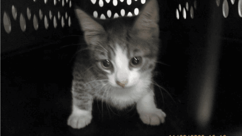 A tabby/white kitten inside a cage