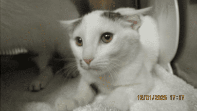 A white/tabby kitten loafed inside a cage with another cat