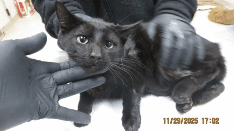 A black cat held by someone on a table