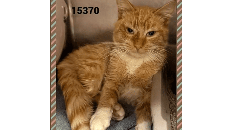An orange tabby/white cat sitting inside a cage