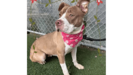 A brown/white American pit bull terrier with a pink scarf